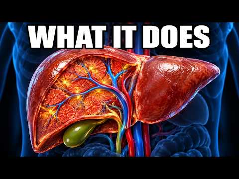 What Your Liver Actually Does Inside Your Body: 3D Animation
